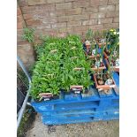 5 small trays of Sweet William