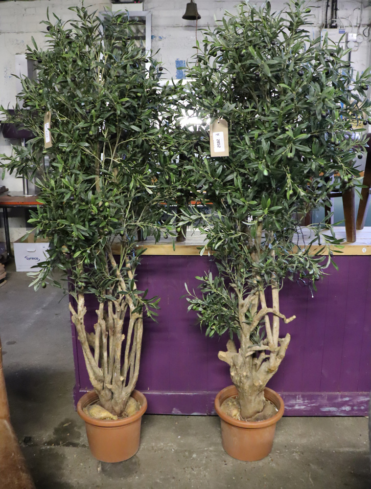 Pair of artificial olive trees