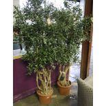 Pair of artificial olive trees