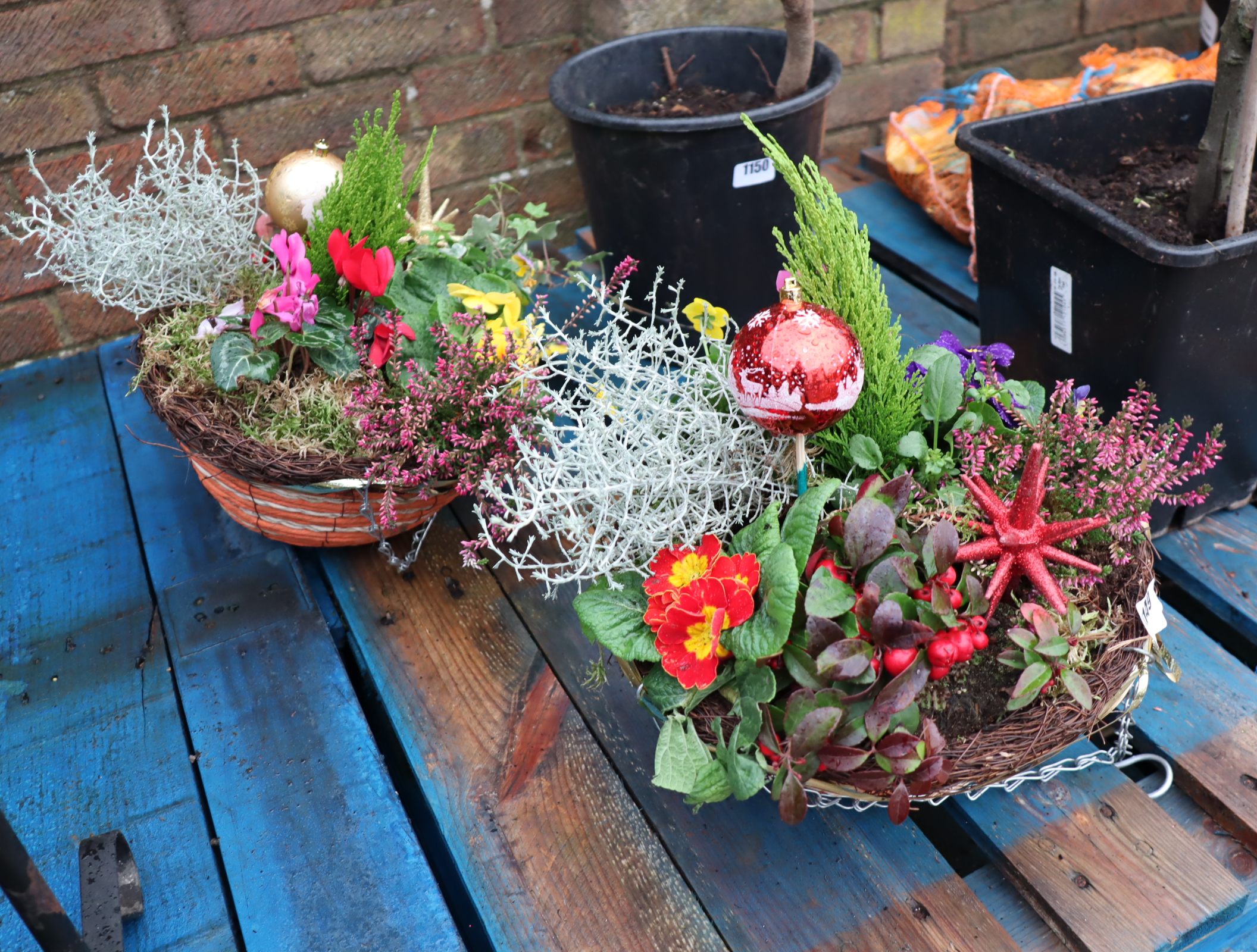 Pair of hanging baskets of mixed plants