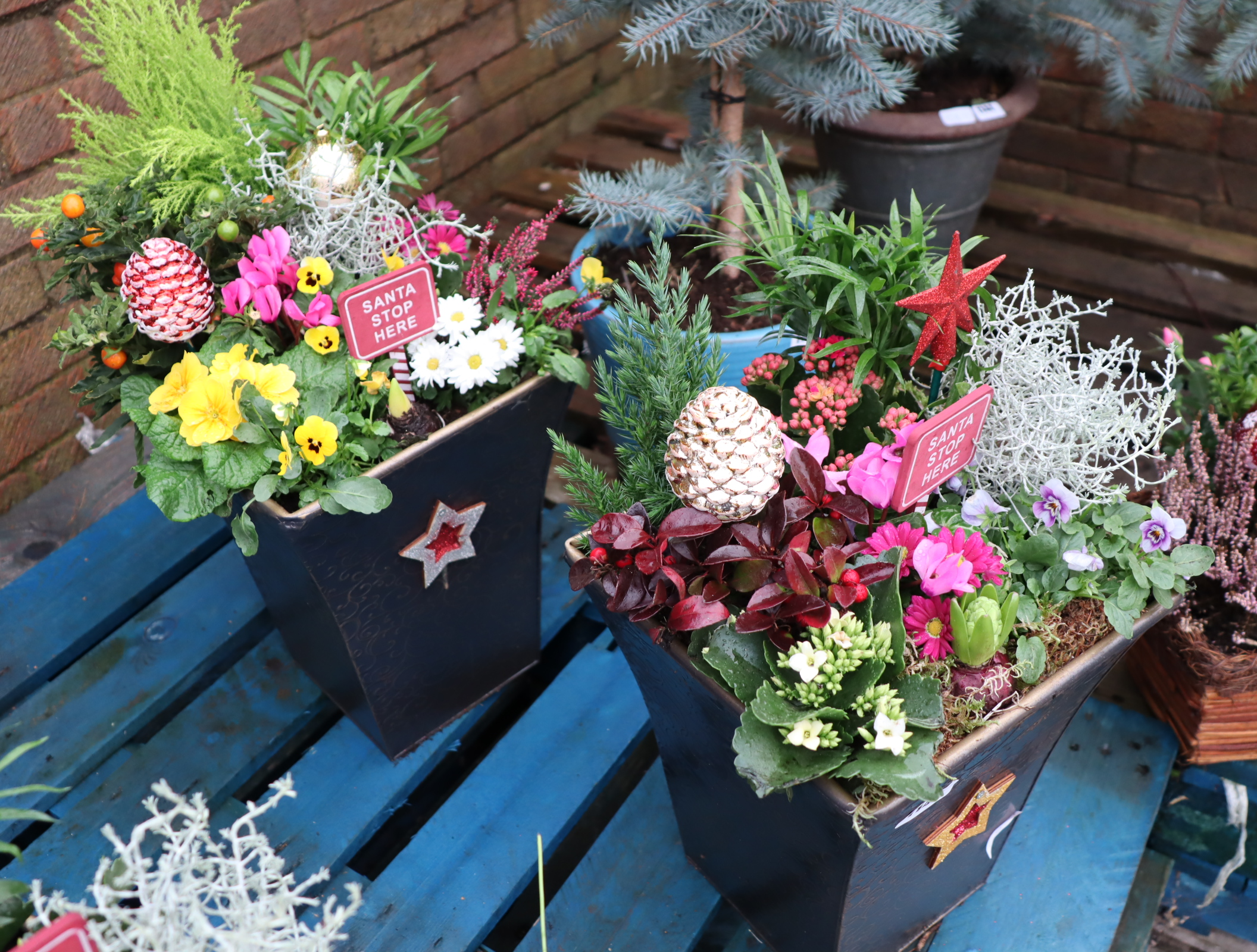 2 patio pots of mixed plants