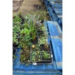 (1162) 4 small trays of mixed perennial plants