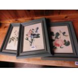 Set of 3 framed pictures