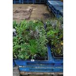 (1163) 4 small trays of mixed perennial plants
