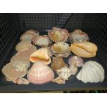 Cage containing scallop and seashells