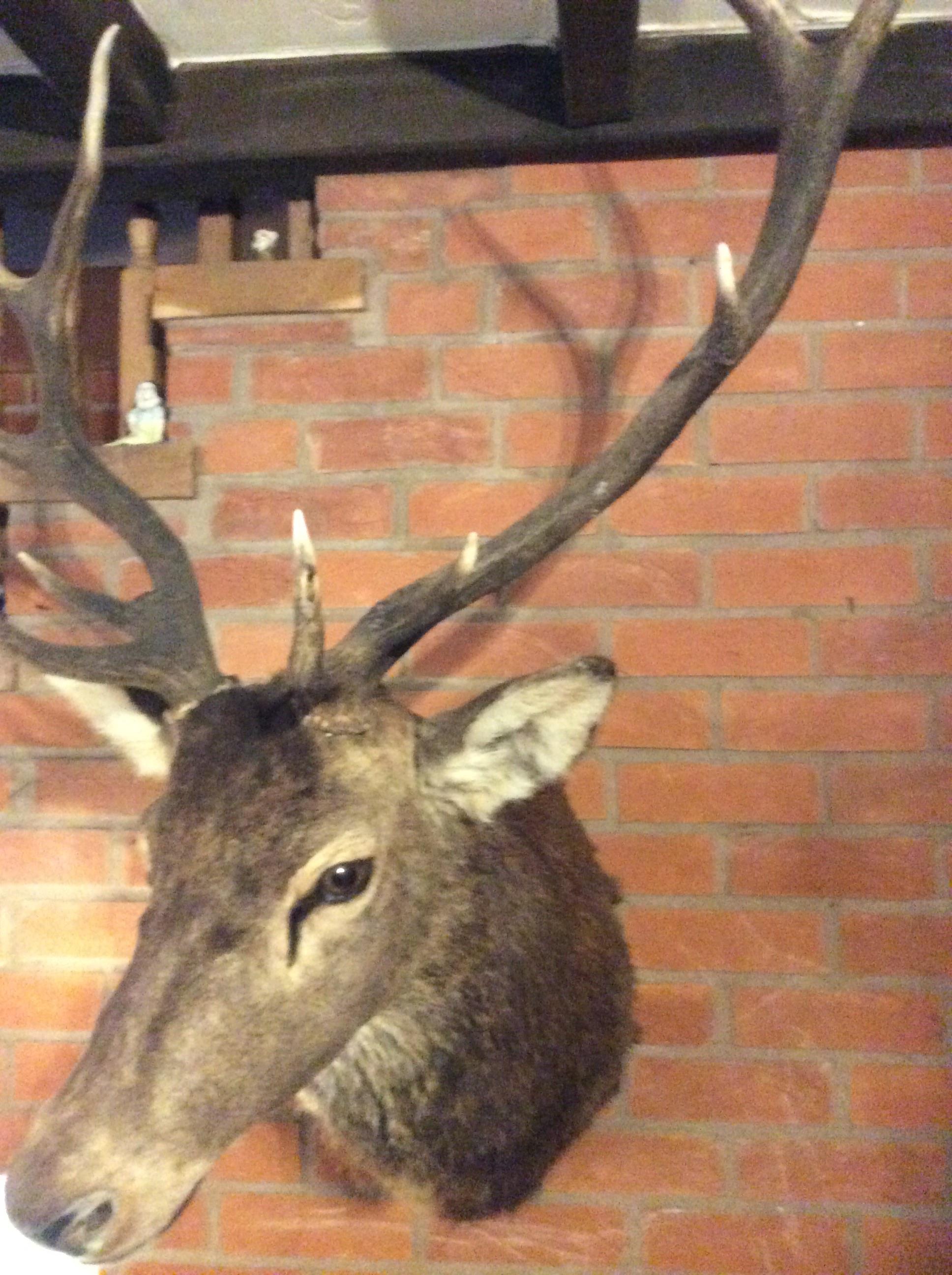 Antique excellent quality Taxidermy Stag’s Head Winter coat - Image 2 of 3