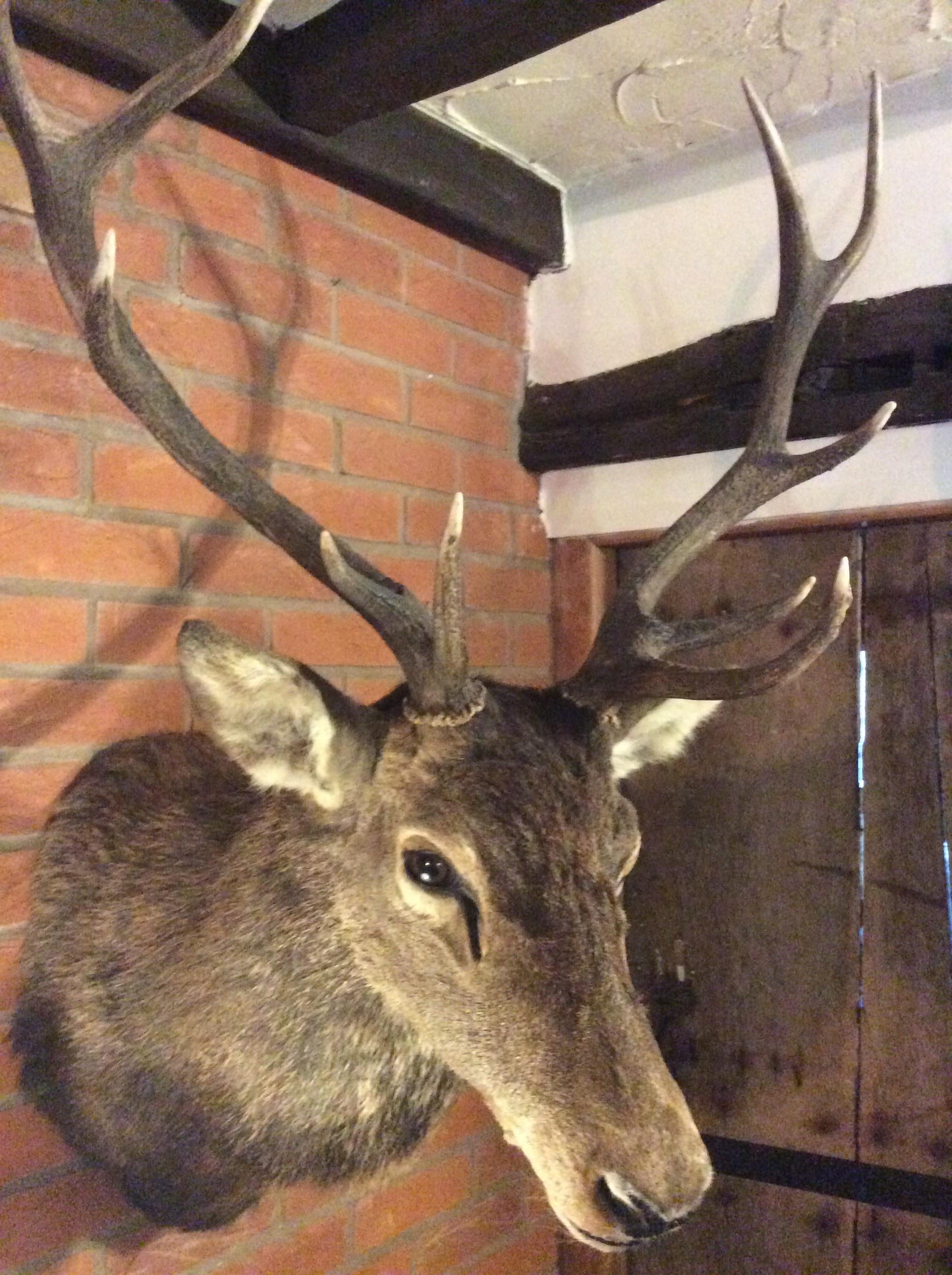 Antique excellent quality Taxidermy Stag’s Head Winter coat