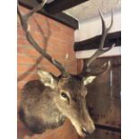 Antique excellent quality Taxidermy Stag’s Head Winter coat