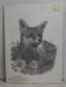 "Fox in the Hedgerow" Print by Steve Machin