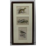 Sir William Jardine Antique Hand Coloured Engravings Framed