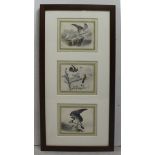 Natural History Hand Coloured Engravings Signed.