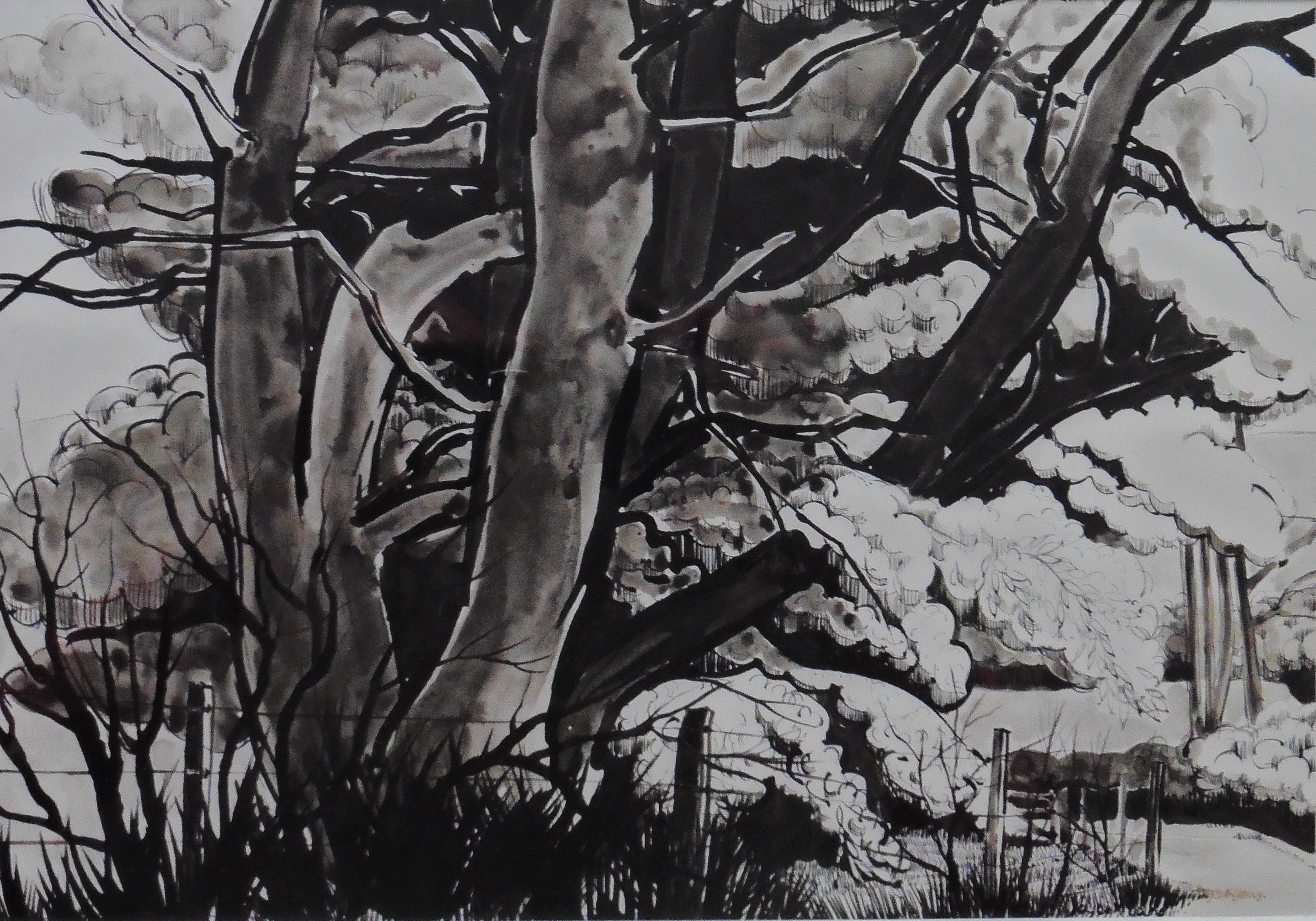 Joyce M Young Scottish Pen and Ink The old Oak - Image 2 of 5