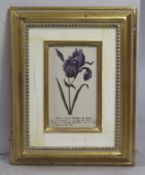 Flower de Lune Framed Picture