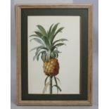 "Bromelia Ananas" Redoute Print Set in Stripped Wooden Frame