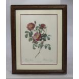 Rosa Lumila Redoute Print Framed