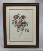 Rosa Lumila Redoute Print Framed