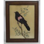 Early 20th c. Feather & Watercolour Blackbird