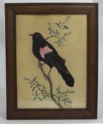 Early 20th c. Feather & Watercolour Blackbird