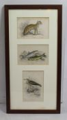 Framed Antique Natural History Hand Coloured Engravings
