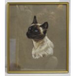 Pastel Siamese Cat by Jeanne Rynhart (1946-2020)