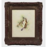 Framed Songbird Watercolour by Royal Worcester Artist Peplow