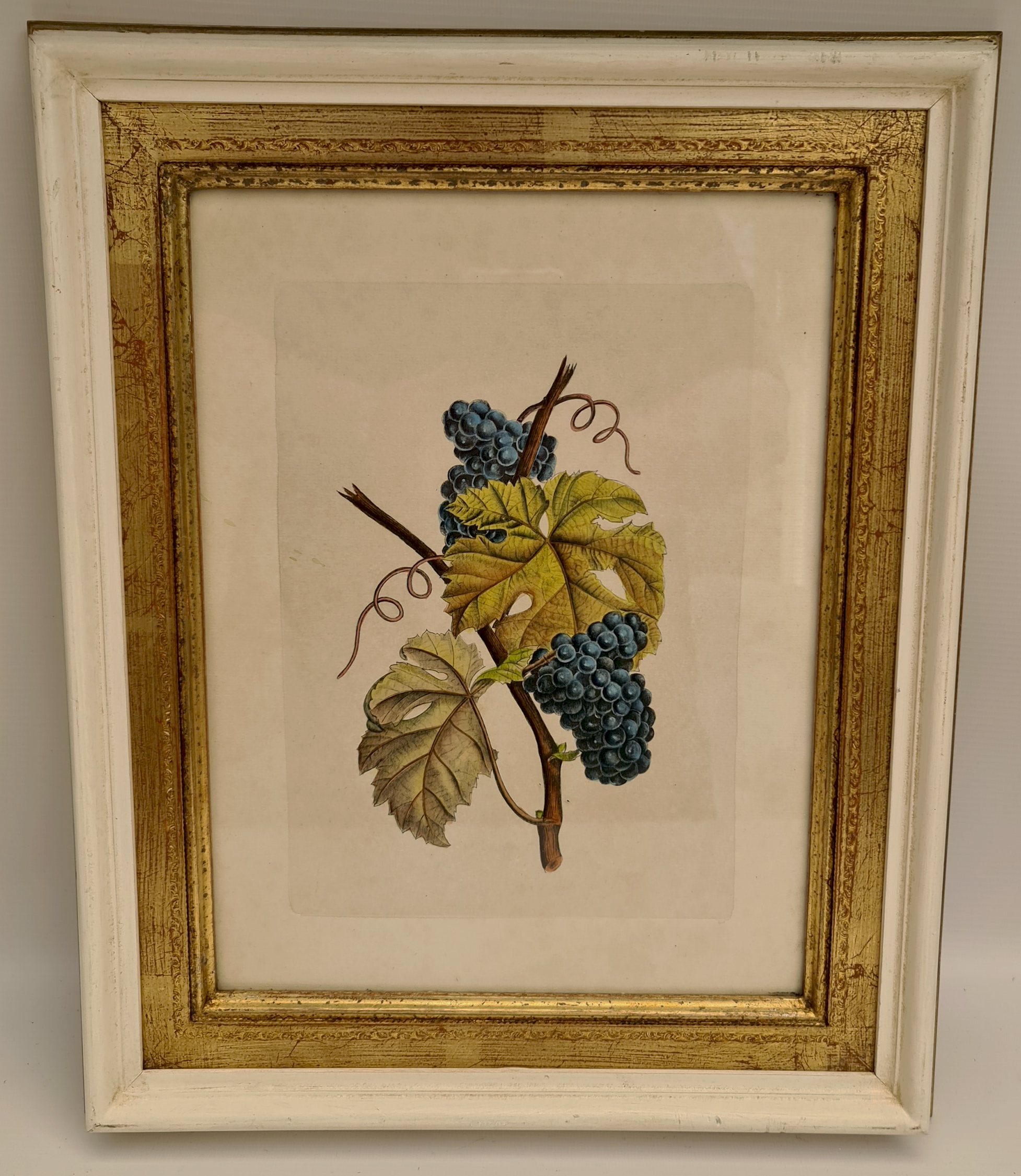 Art Hand Coloured Print Picture Grapes on Vine Framed