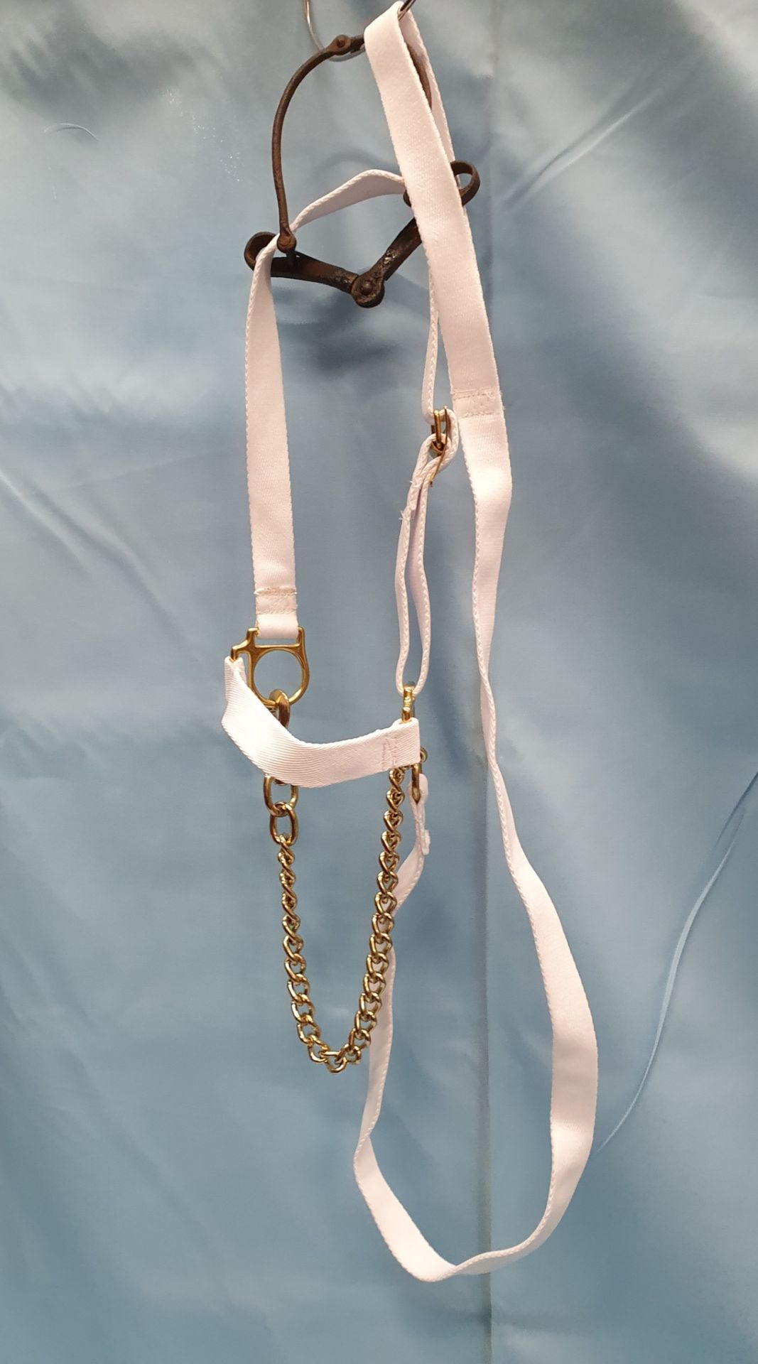 White Welsh Show Halter