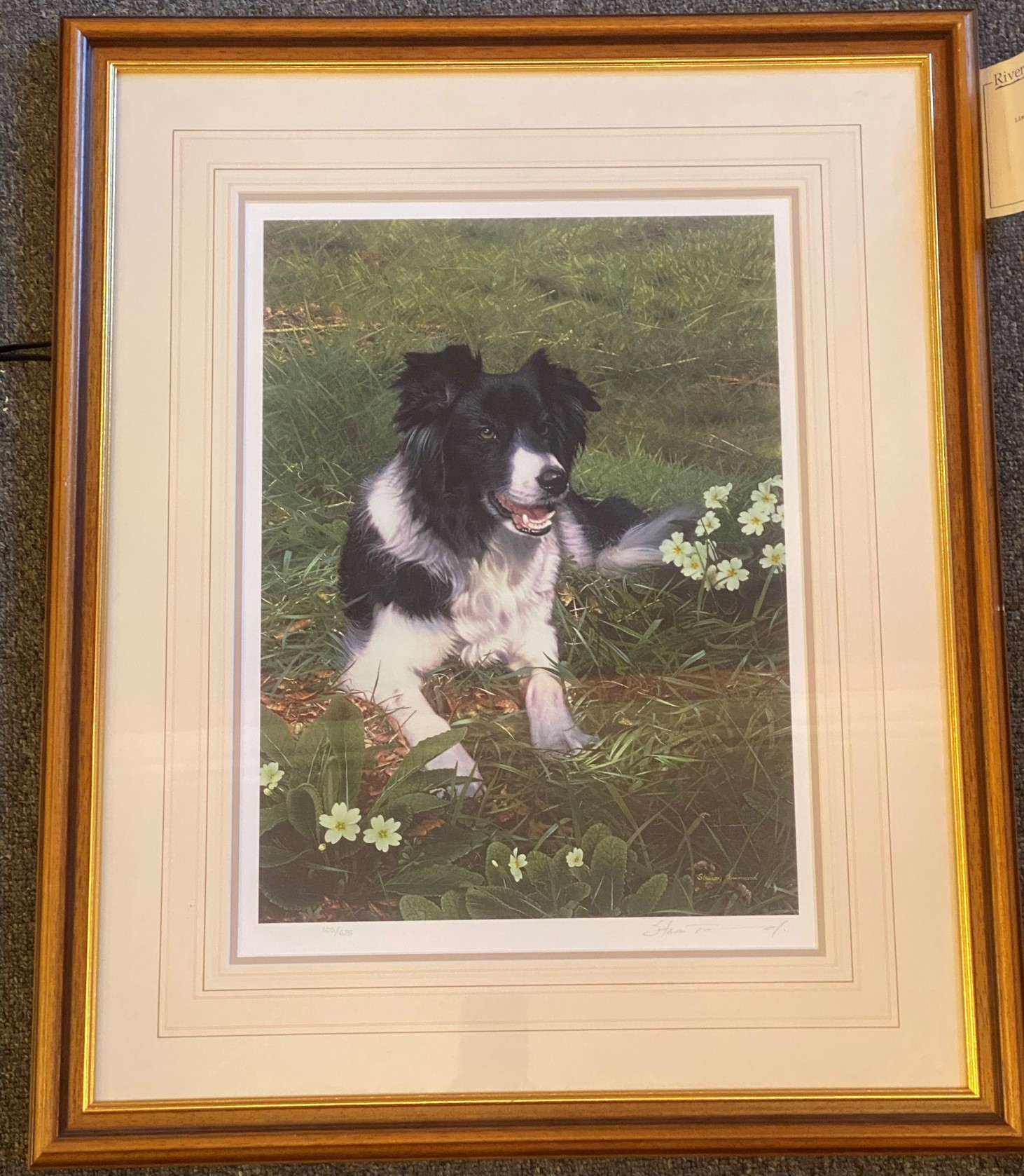 Steven Townsend signed limited edition print “Isla” Collie dog in meadow of primroses - Image 2 of 5