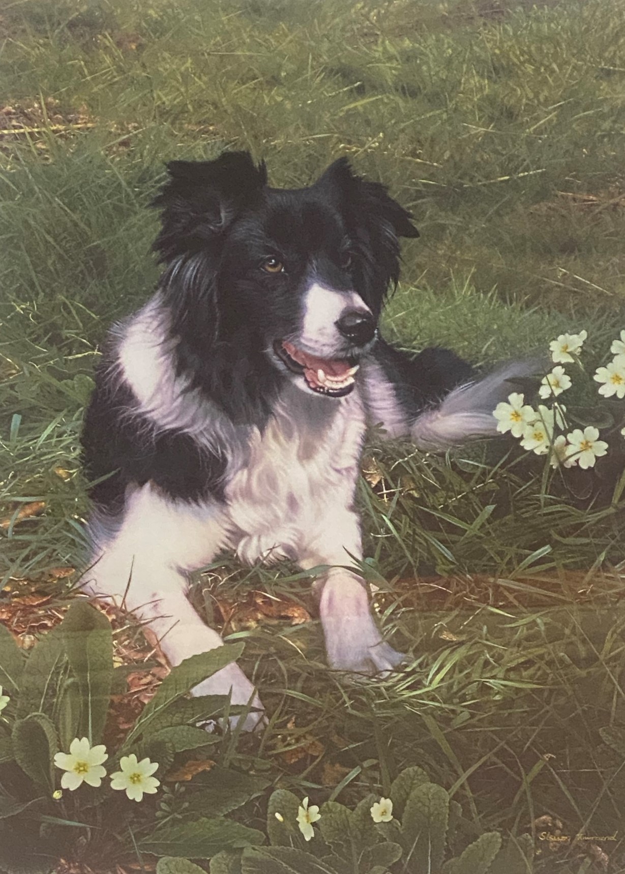 Steven Townsend signed limited edition print “Isla” Collie dog in meadow of primroses
