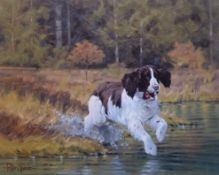 "Splash "spaniel dog print by Scottish artist Peter Munro