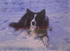 Steven Townsend signed limited edition print “Mac” Dog in snow
