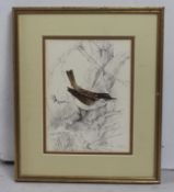 Original Bird Drawing by Margaret Oakes