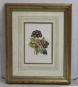 "Primula Auricula" Redoute Print Set in Gilt Frame