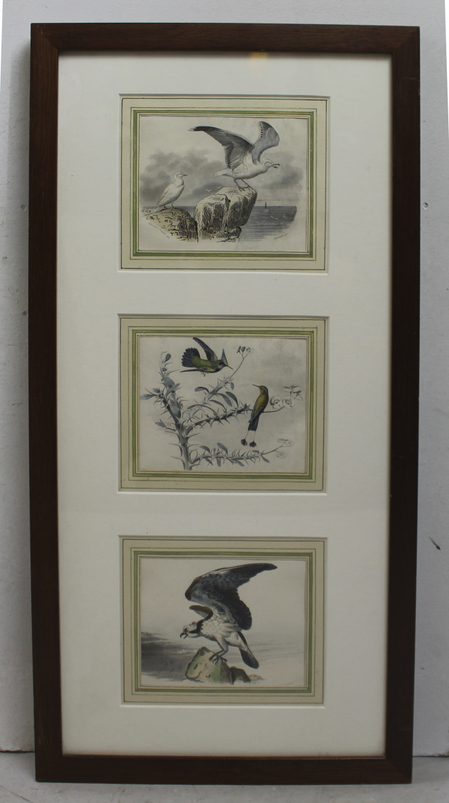 Natural History Hand Coloured Engravings Signed.