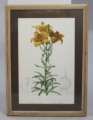 Lilium Bulbiferum Flower Print Set in Frame