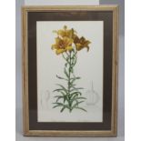 Lilium Bulbiferum Flower Print Set in Frame