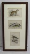 Framed Antique Natural History Hand Coloured Engravings