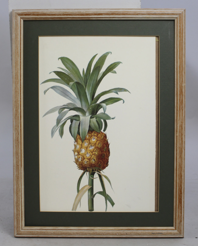 "Bromelia Ananas" Redoute Print Set in Stripped Wooden Frame