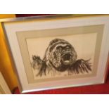 John Bratby (1928-1992) A Gorilla Pencil Drawing