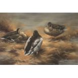 Original signed Pastel by John Naylor depicting mallard Ducks