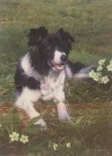 Steven Townsend signed limited edition print “Isla” Collie dog in a meadow of primroses