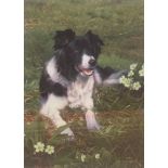 Steven Townsend signed limited edition print “Isla” Collie dog in a meadow of primroses