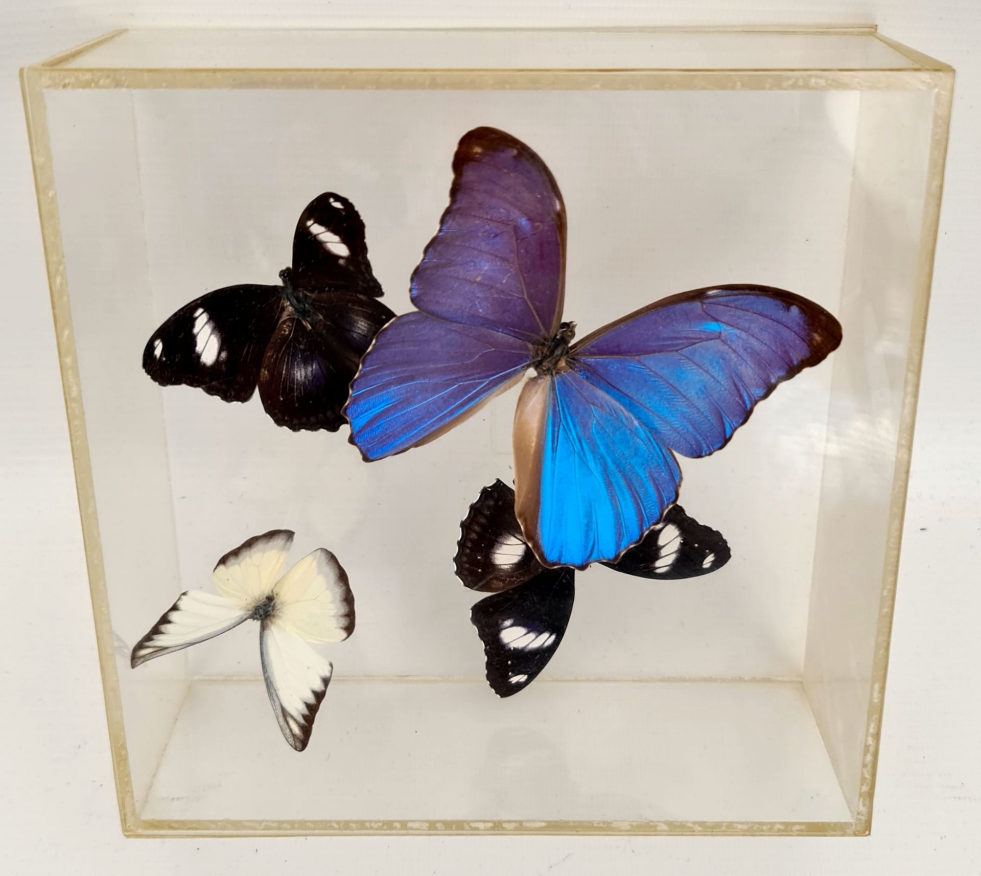 Vintage Set of Cased Butterflies