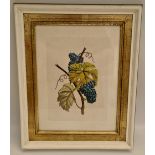 Art Hand Coloured Print Picture Grapes on Vine Framed