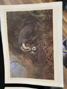 Badgers by C David Johnston Limited Edition Signed Print