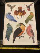 Katie Scott Exotic Birds Signed Limited Edition Print Cost £85