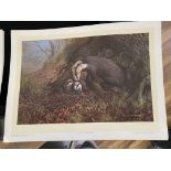 Badgers by C David Johnston Limited Edition Signed Print