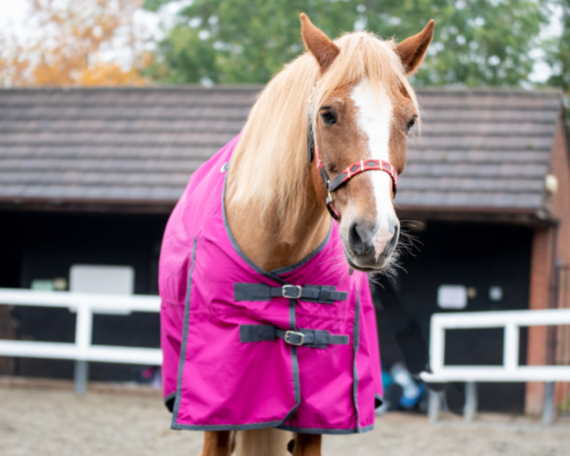 Equestrian King Turnout Rug 6' 0""