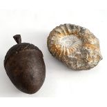Antique Ammonite Fossil & Cast Iron Acorn     Antique Ammonite Fossil & Cast Iron Acorn.The acorn