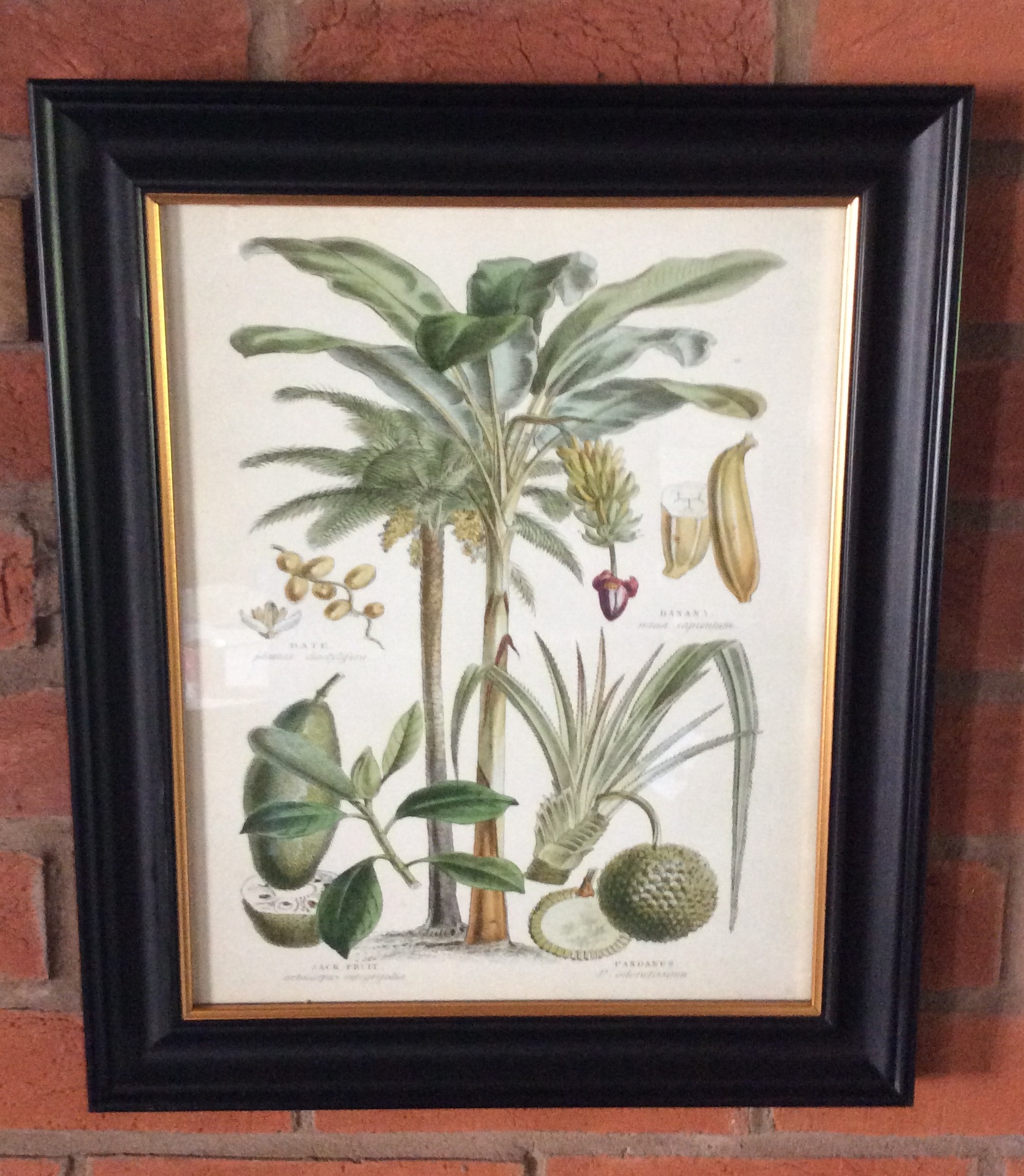 Botanical Art Framed Print 1 - Image 5 of 7